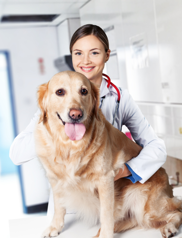 Veterinarian with a happy golden retriever at Concierge Veterinary Hospital